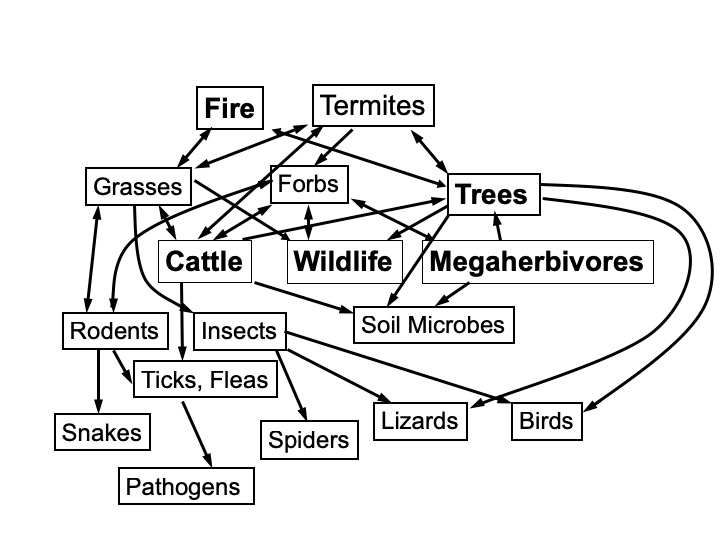 Trophic Figure