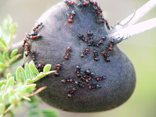 Ants on thorn